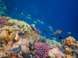 Hur W Maldives’ SEA OF STARS-initiativ formar bevarandet av korallrev och hållbar turism