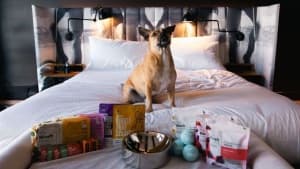 Elevate Your Pet's Travel Experience with Ovolo's New Dog-Friendly Offerings