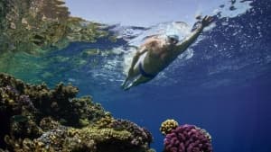 تتعاون SwimTrek مع مؤسسة لويس بوغ للدفاع عن حماية المحيطات