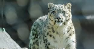 Exploring Uttarakhand’s Snow Leopard Tour: A Fresh Approach to Winter Tourism and Adventure