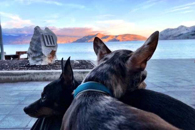 10 of the World's Most Pet-Friendly Hotels
