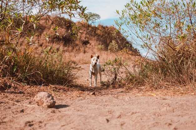 3-Hour Horse Riding in Essaouira – Beach, Forest & Dunes Adventure