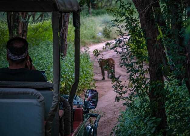 Time-saver itinerary: must-do Tiwi experiences for a single-day trip
