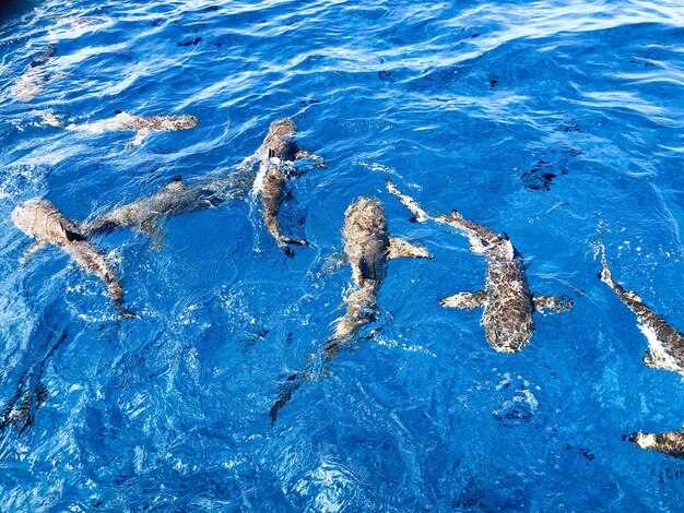 5-Hour Dolphin Watching and Listening Excursion