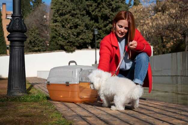 Packing a Dedicated Travel Kit for Your Dog