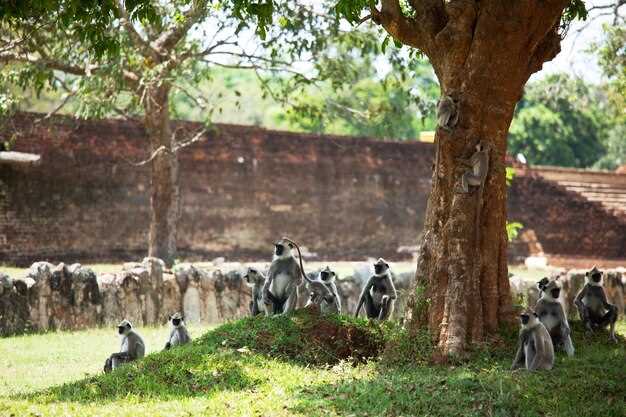 Transportation to Mandai Zoo
