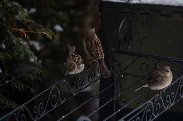 Define 3 Core Buyer Personas: Tourists, Local Soho Visitors, and Birding Enthusiasts