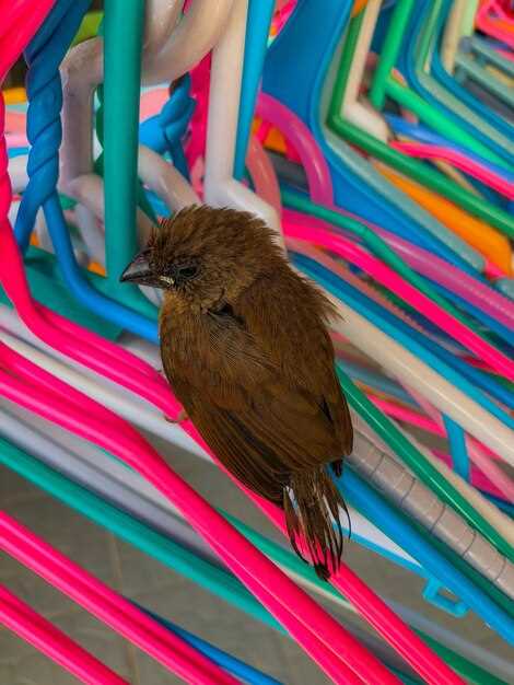 Absurd Bird Soho – A Whimsical Guide to London’s Quirkiest Birds