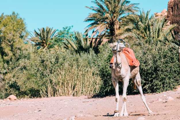 Abu Dhabi 7-Hour Desert Safari – BBQ, Camel Ride & Sandboarding