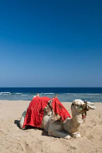 Typical Desert Safari and Snorkeling Day Timelines