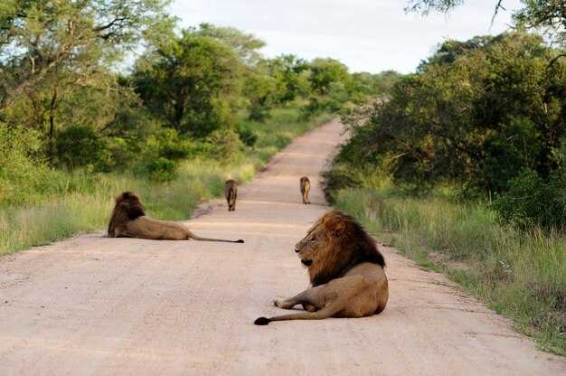 African Safari on Miles and Points - Booking My Tanzania Bucket-List Trip African Safari on Miles and Points: Booking My Tanzania Bucket-List Trip