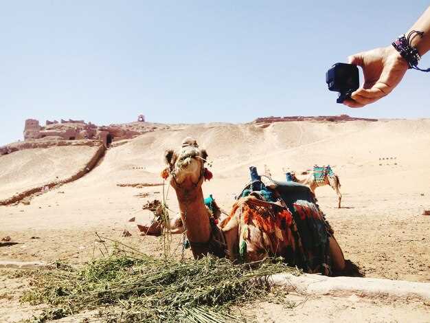 What’s included: camel ride, dinner, live show, and beverage options