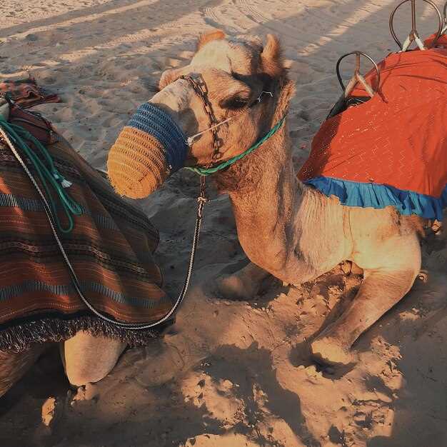Agafay Desert Camel Ride and Dinner with Show - Marrakech Desert Experience