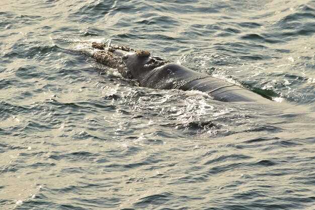 Akureyri 2-Hour Whale Watching Express by RIB Speedboat – Fast, Close-Up Whale Encounters