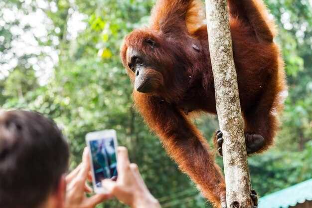 Animal Welfare Practices and How They Are Implemented