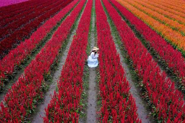 When to visit: regional tulip bloom windows and micro-climate factors