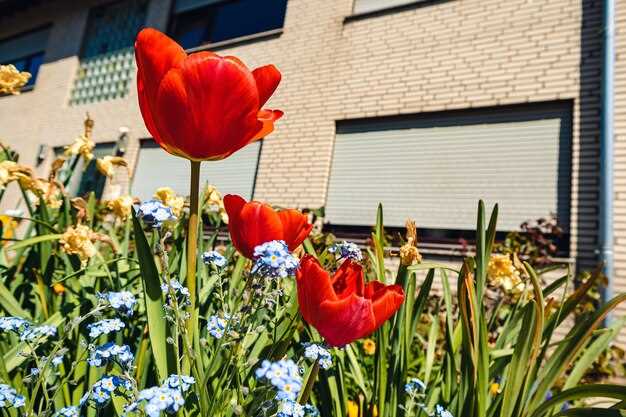Fully Guided 5-Day Tulip Tour: Practical Route and Planning