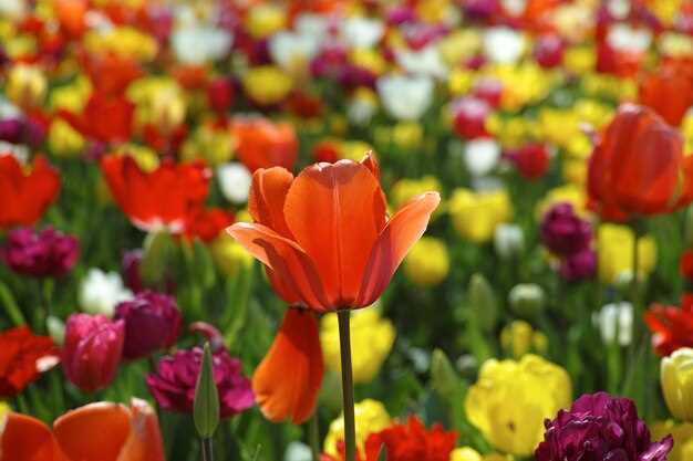 Best 5-Day Tulip Tour in the Netherlands: Blooms, Itineraries and Tips