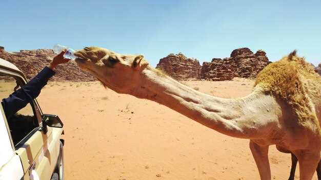 Planning a day that blends camel safaris with Monorail access: route ideas and transit logistics