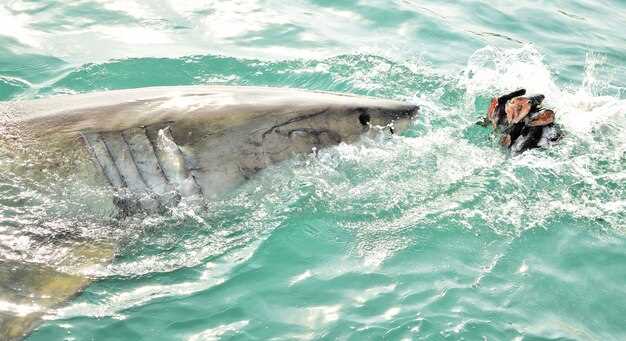 Whale Watching: Seasons, Durations, and the Best Viewing Spots