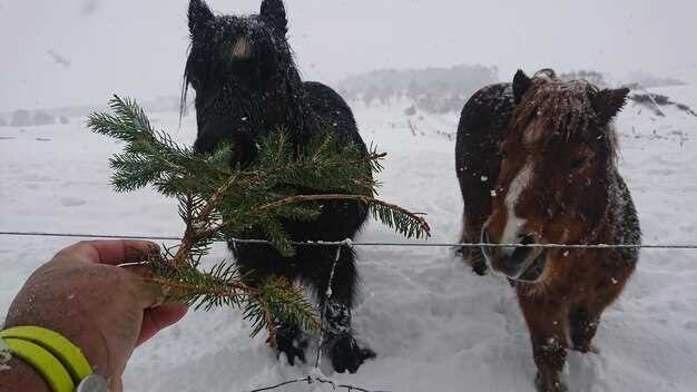 Best Winter Activities in Lapland: Husky Sledding, Northern Lights & Snowmobiling