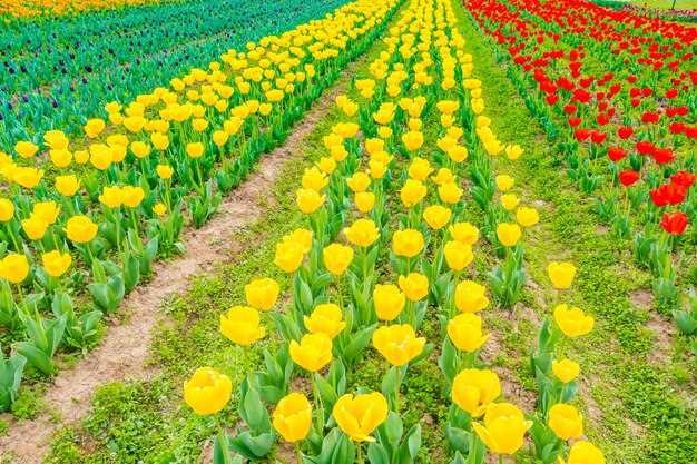 Bollenstreek Bike Route: Cycle Tulip Fields in the Netherlands