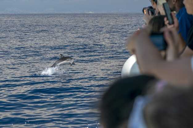 Inclusions: Dinner, Dolphin Watching, and Onboard Amenities