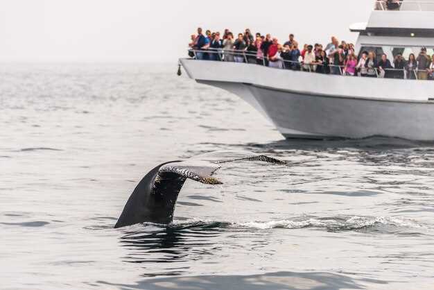 Brijuni National Park Dolphin Cruise with Dinner from Pula | Boat Tour
