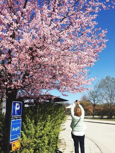Cherry Blossom Season in Washington, DC - 5 Tips for Planning the Perfect Trip Cherry Blossom Season in Washington, DC: 5 Tips for Planning the Perfect Trip