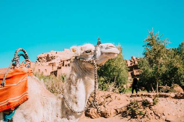 Colorful Morocco Tours – Vibrant Markets, Sahara & Atlas Highlights