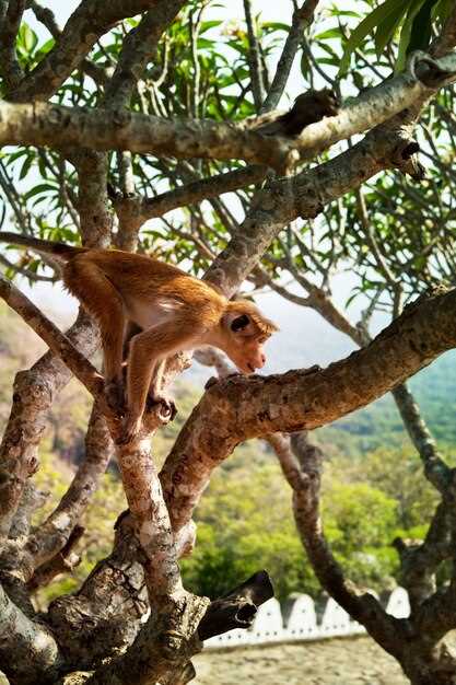 Entdecken Sie Floridas Zoos, Wildtierreservate und Schutzgebiete: Ein Leitfaden zur Naturschutz