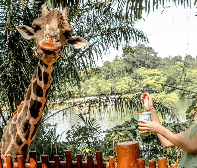 Fedezze fel a San Diego Zoo Safari Parkot – Vár egy vad kaland Fedezd fel a San Diego Zoo Safari Parkot: Vad kaland vár rád