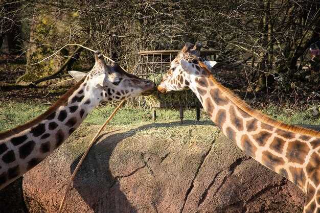 What Makes a Zoo Historic?
