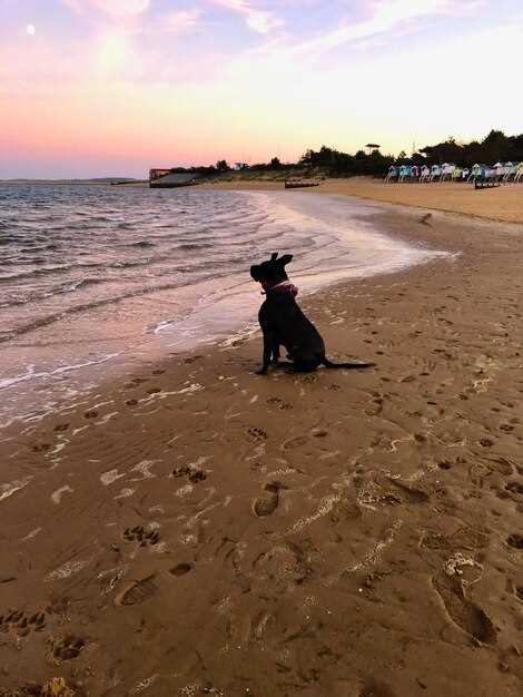 Cadiz: Top Dog-Friendly Spots and Parking Tips