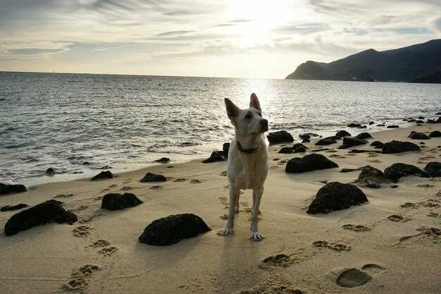 Dog-Friendly Beaches in Mallorca: The Ultimate Guide to Pet-Friendly Sand, Sun, and Sea