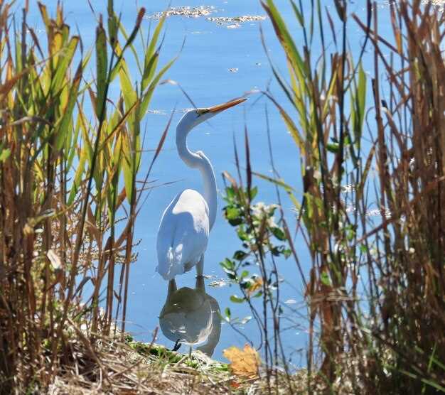 Everglades Sawgrass Park: Daytime Airboat Tours &amp