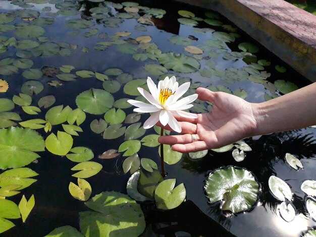 The White Lotus Thailand: Real-Life Stay and Booking Guide