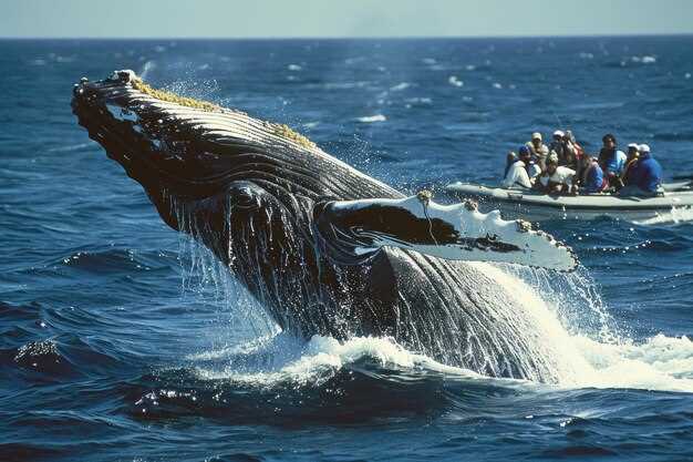 Victoria Whale Watching with Ocean Cruiser – Marauder IV