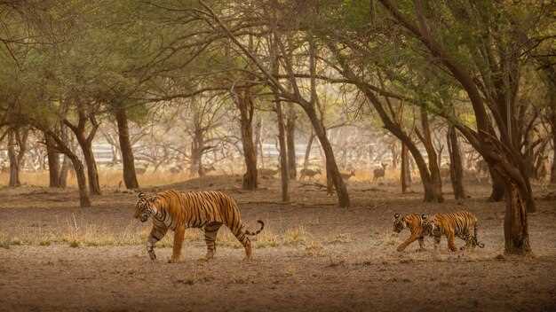 Types of Safaris Available in Nairobi