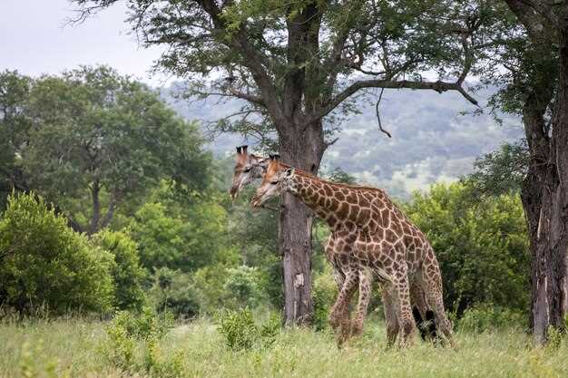 Explore the Best Nairobi Safaris: Unforgettable Wildlife Adventures Await
