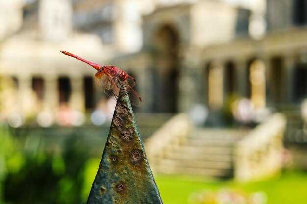 Understanding the Vatican Gardens Experience