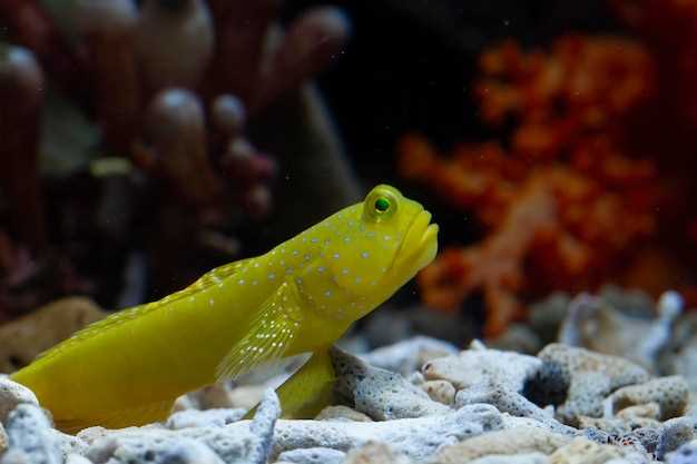 Madrid's Zoo Aquarium: Practical Guide and Common Questions