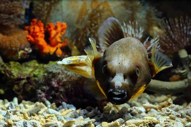 SEA LIFE 시드니 아쿠아리움 티켓 구매하기: 해양 생물의 경이로움을 탐험해보세요