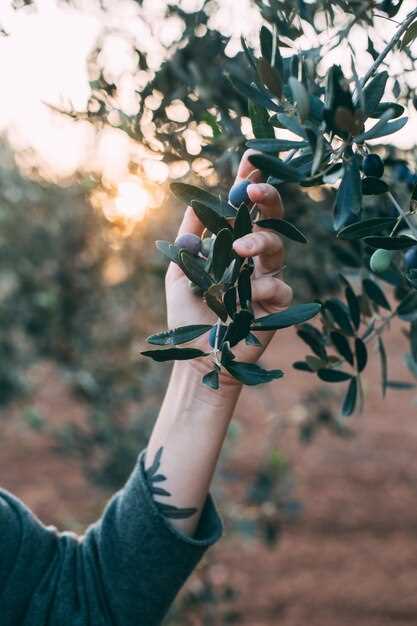 Kleanthi Olive Farm Guided Tour with Local Delicacies Tasting | Authentic Greek Olive Oil Experience