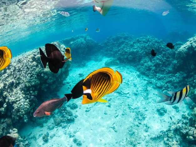 Best beginner-friendly dive sites around Lanzarote