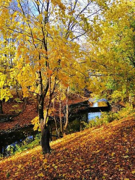 Western Routes with the Brightest Foliage: Pacific Northwest, Sierra Nevada, and Rockies