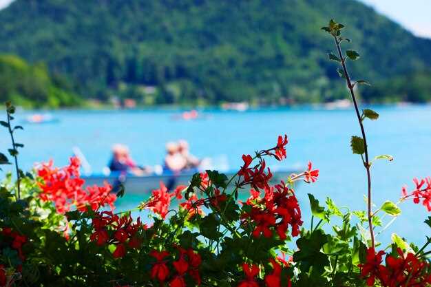 Mainau Island Travel Guide – Gardens and Lake Constance