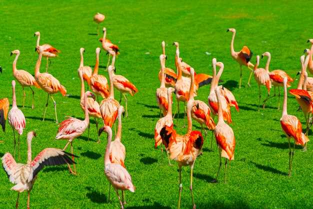 Over 3,900 People Attend the Grand Bird Festival at the Ebro Delta