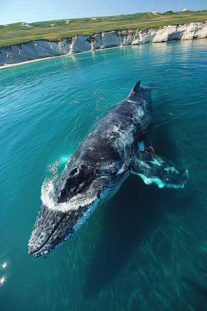 Pacific Whale Foundation Eco-Adventures Australia: Whale Watching & Marine Conservation Tours