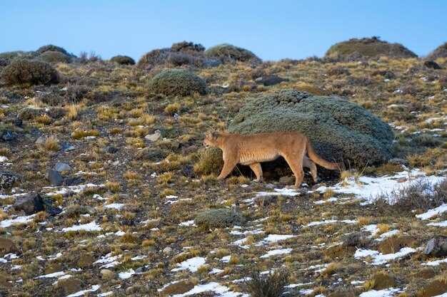 Gear and Clothing for Patagonian Desert: Packing List and Layering Strategy